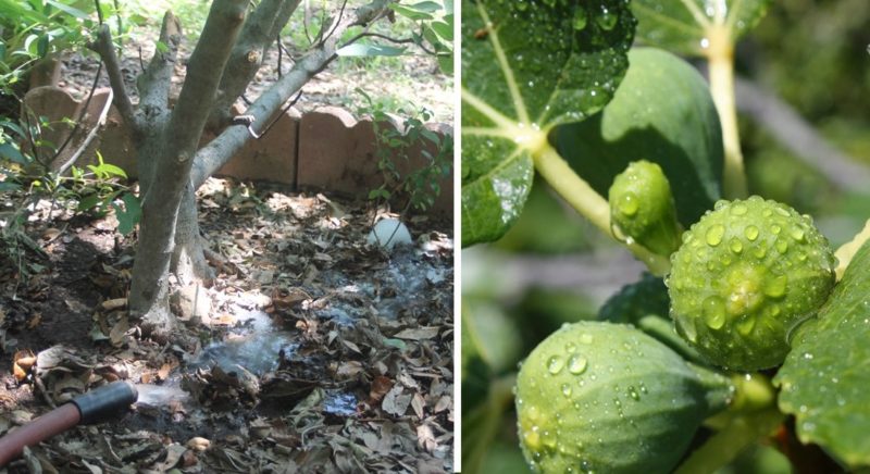 How much and how often to water figs in the summer: instructions for beginners