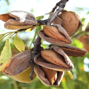 Ръководство за начинаещи за засаждане на бадеми през есента