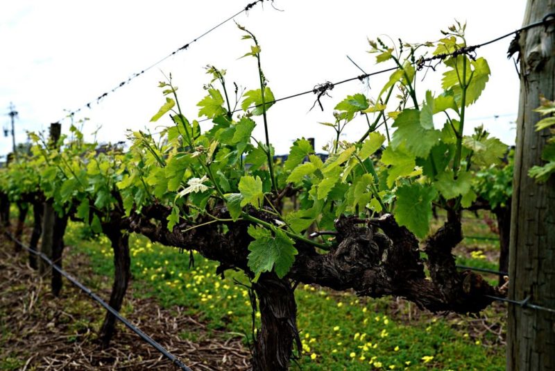 Starostlivosť o letné hrozno: nevyhnutná vinohradnícka práca a rady skúsených vinárov