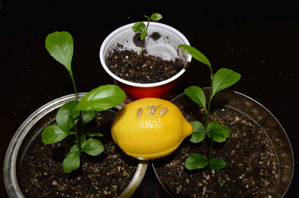 Land for lemon growing at home