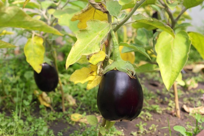 The best ways to treat eggplant diseases: photo and description